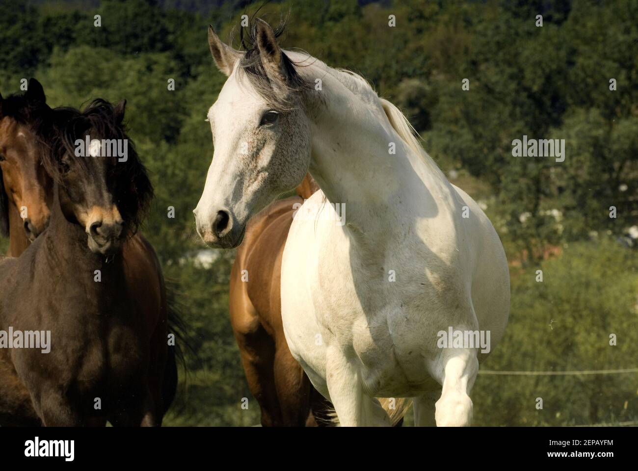 Pépinto arabe mélange de plaisir cheval sur la prairie Banque D'Images