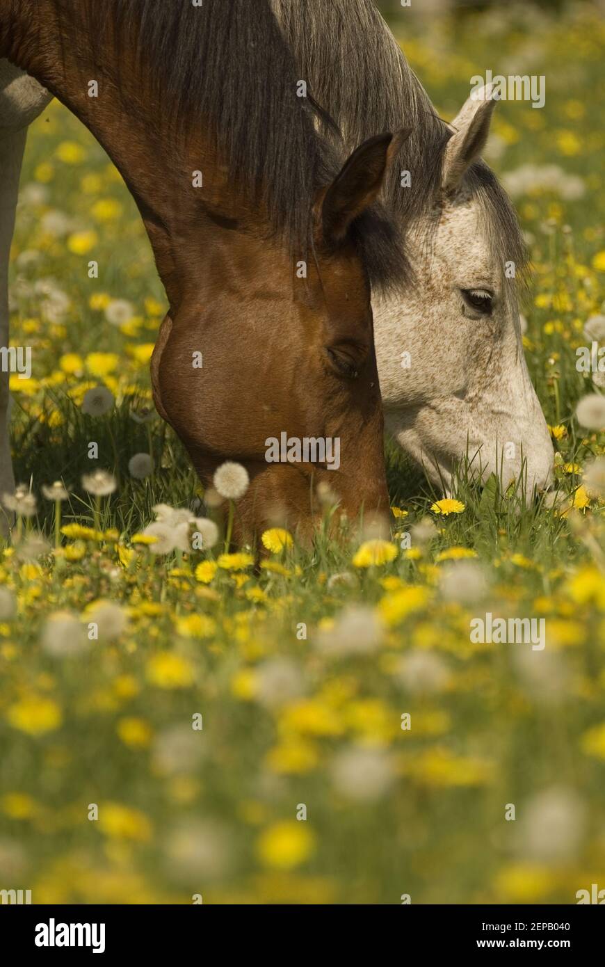 Aux chevaux dans le pissenlit Banque D'Images