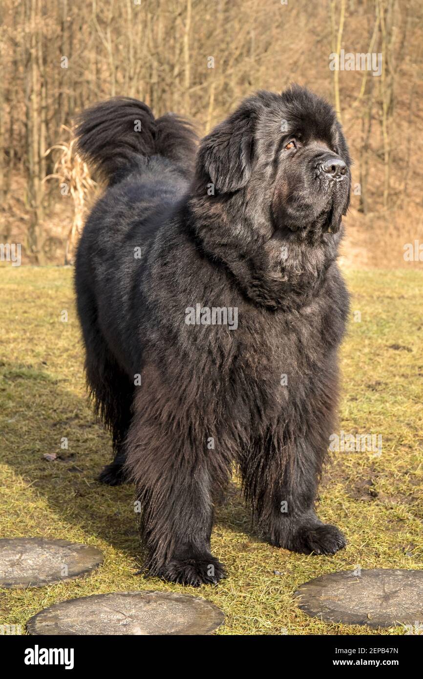 Grand chien noir. Le chien de Terre-Neuve se reproduit en plein air. Marche de printemps avec un chien. Chien de sauvetage d'eau. Banque D'Images