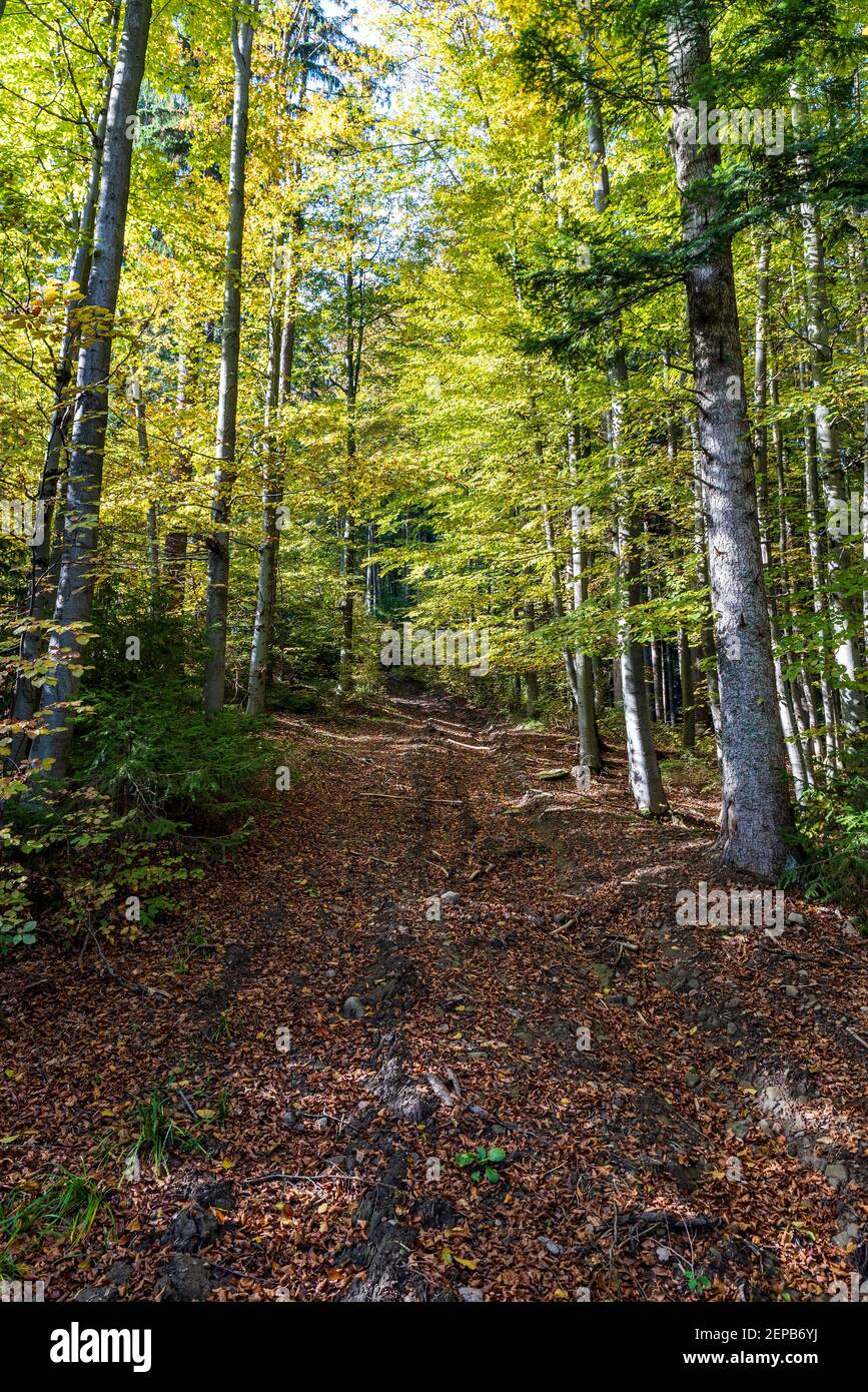 Forêt d'automne avec sentier couvert de feuilles mortes à Moravskoslezske Les montagnes de Beskydy en République tchèque Banque D'Images