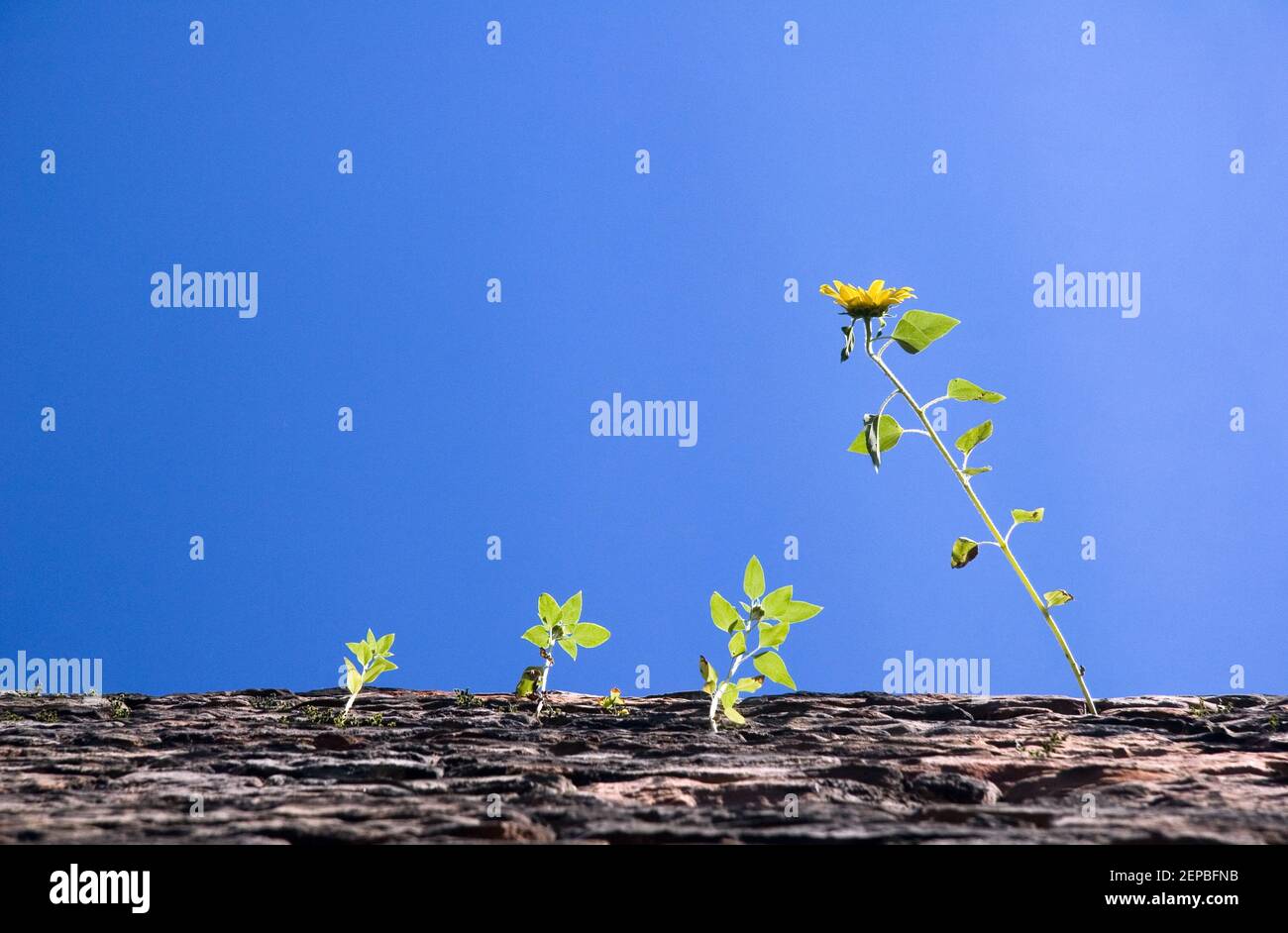 Tournesols cultivés sur des pierres Banque D'Images