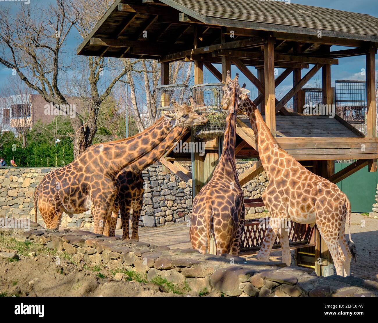 Trois pièces et groupes de girafes et la plate-forme en bois où ils se nourrissent d'herbe et de plantes fanées. Banque D'Images