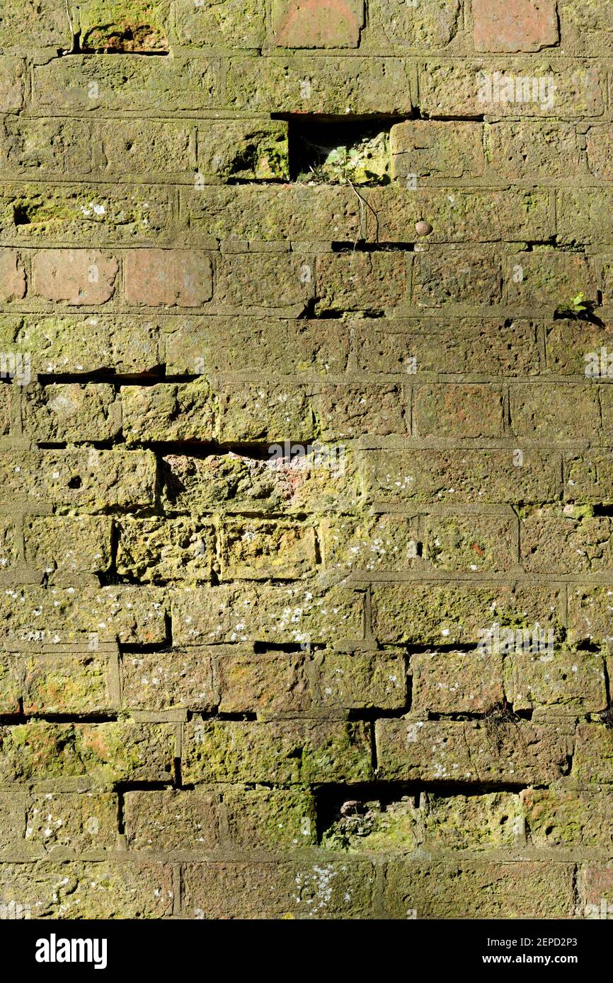 Briques recouvertes d'algues. Banque D'Images
