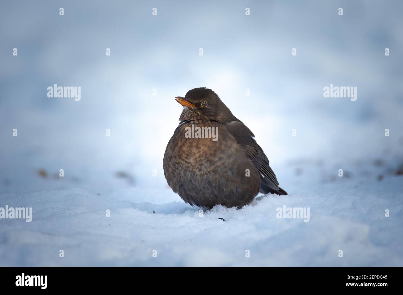 Le Blackbird eurasien sur le Bush avec la neige en hiver, la meilleure photo. Banque D'Images