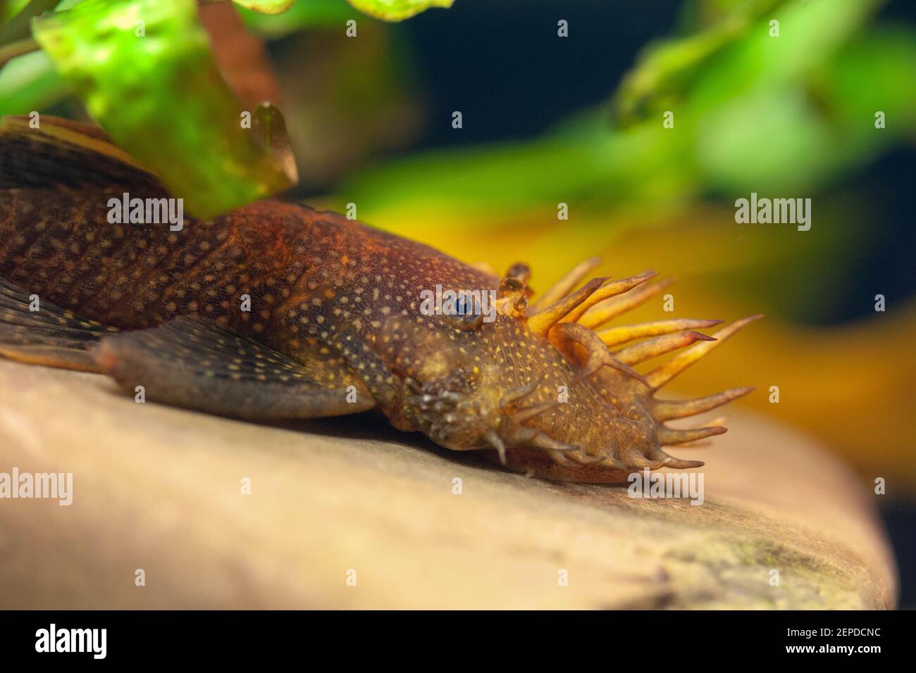 Aquarium Ancistrus Banque D Image Et Photos Alamy Aquarium Ancistrus Banque D Image Et Photos Alamy