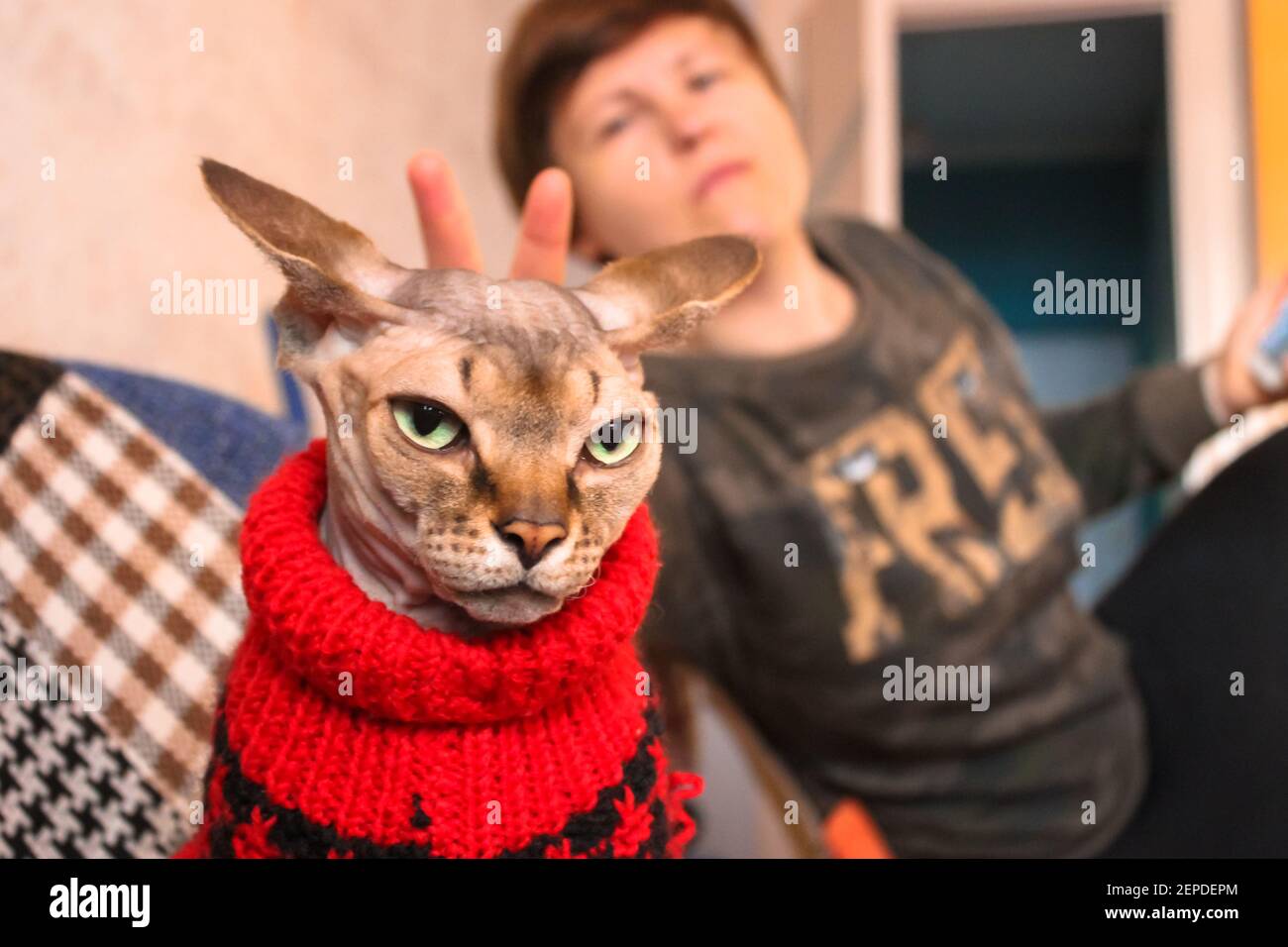 La maîtresse met des cornes sur un grave chat Sphynx canadien dans un pull en laine tricoté rouge. La relation entre les personnes et les animaux de compagnie. Hypoal inhabituel Banque D'Images
