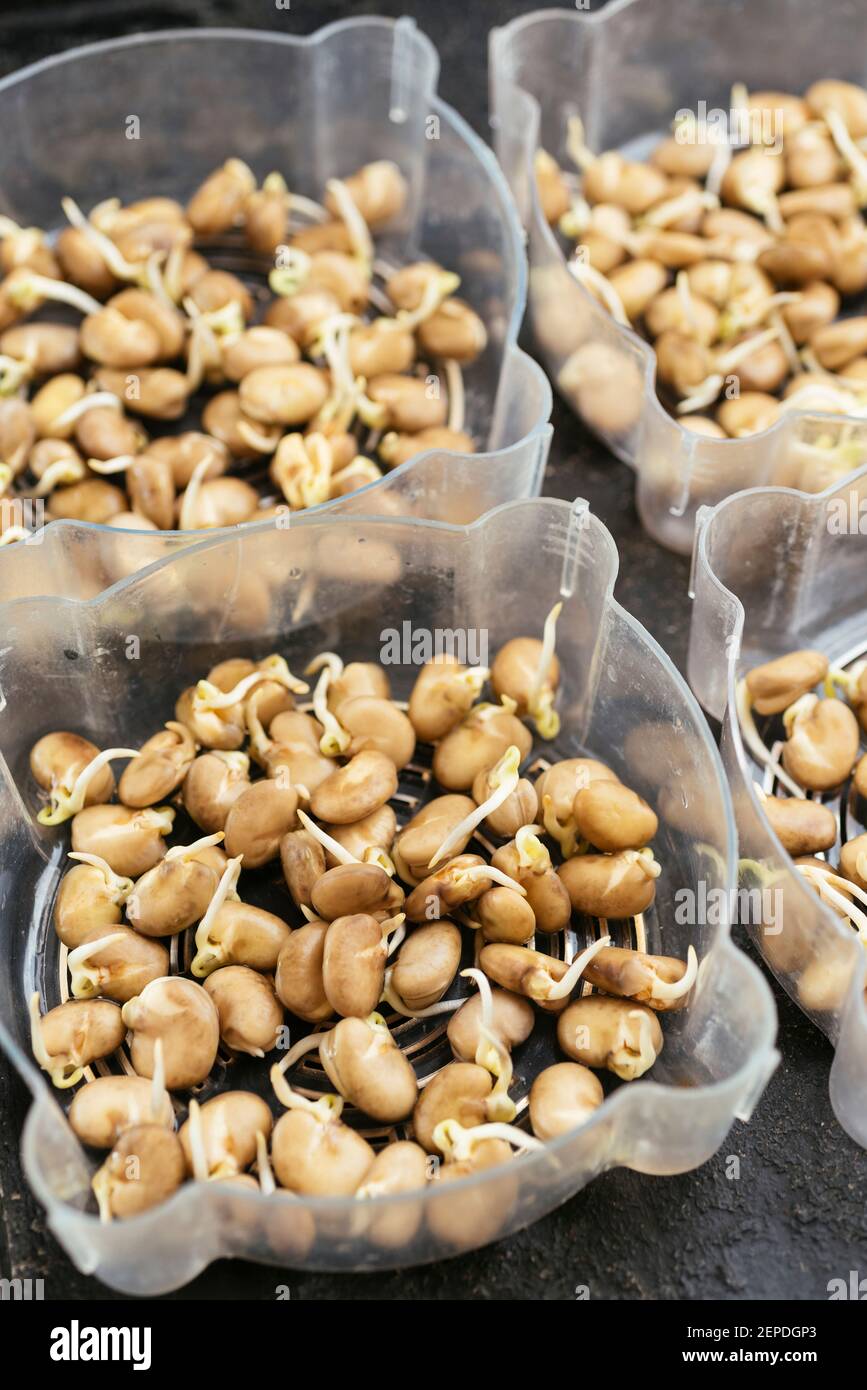 Les grains de fava ont été germés dans des plateaux de germination, prêts à être plantés. Banque D'Images