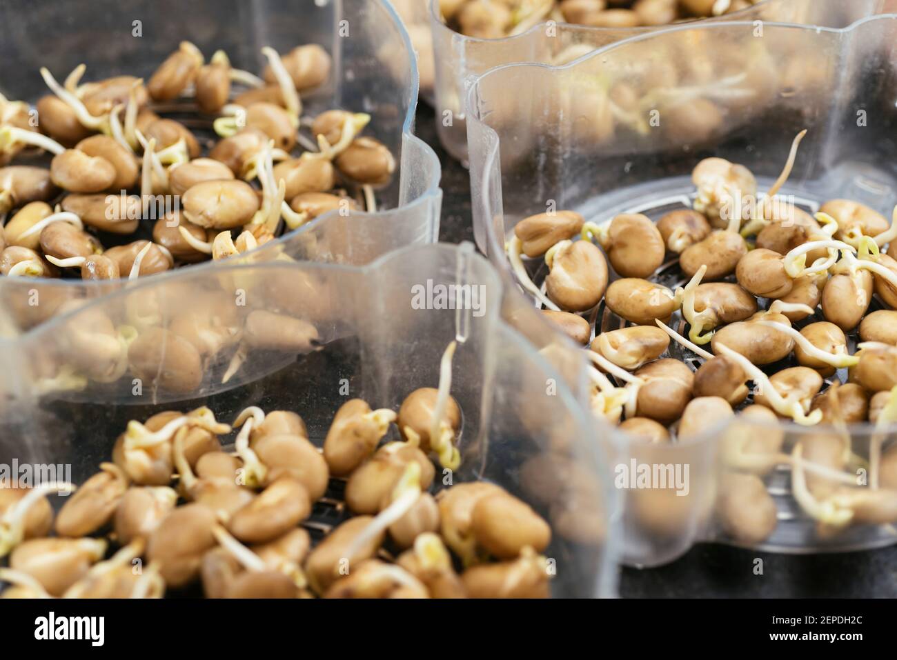 Les grains de fava ont été germés dans des plateaux de germination, prêts à être plantés. Banque D'Images