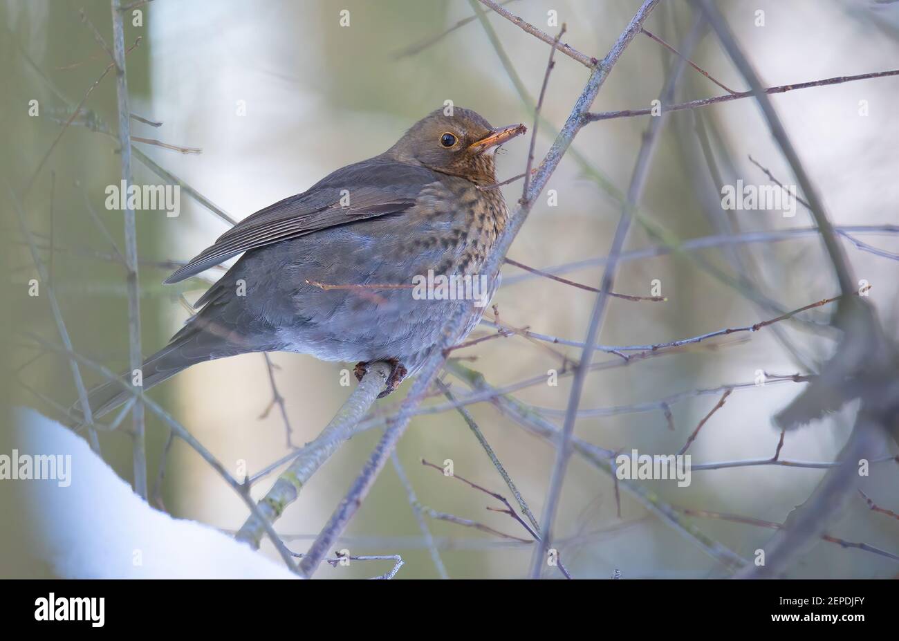 Le Blackbird eurasien sur le Bush avec la neige en hiver, la meilleure photo. Banque D'Images