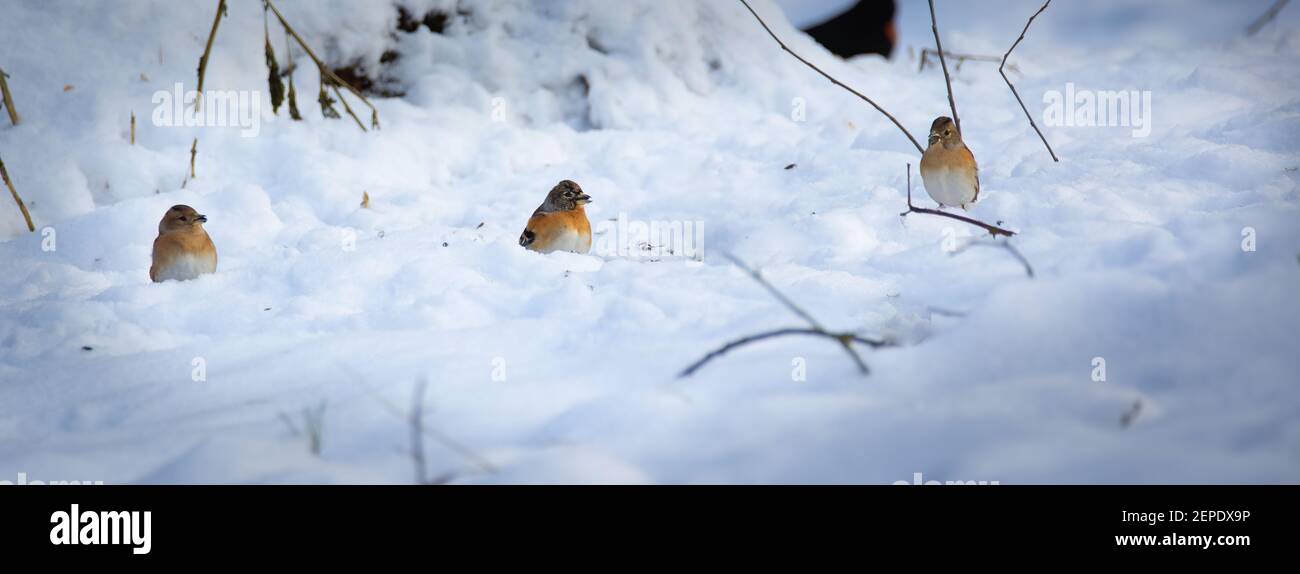 Brambling et le linnet commun en hiver lourd à la recherche de nourriture, la meilleure photo Banque D'Images
