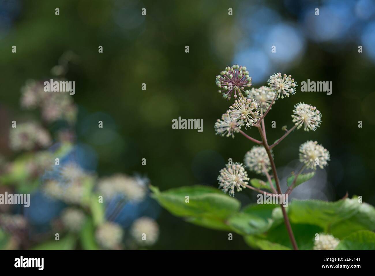 Aralia cordata fleurit en gros plan dans le jardin Banque D'Images