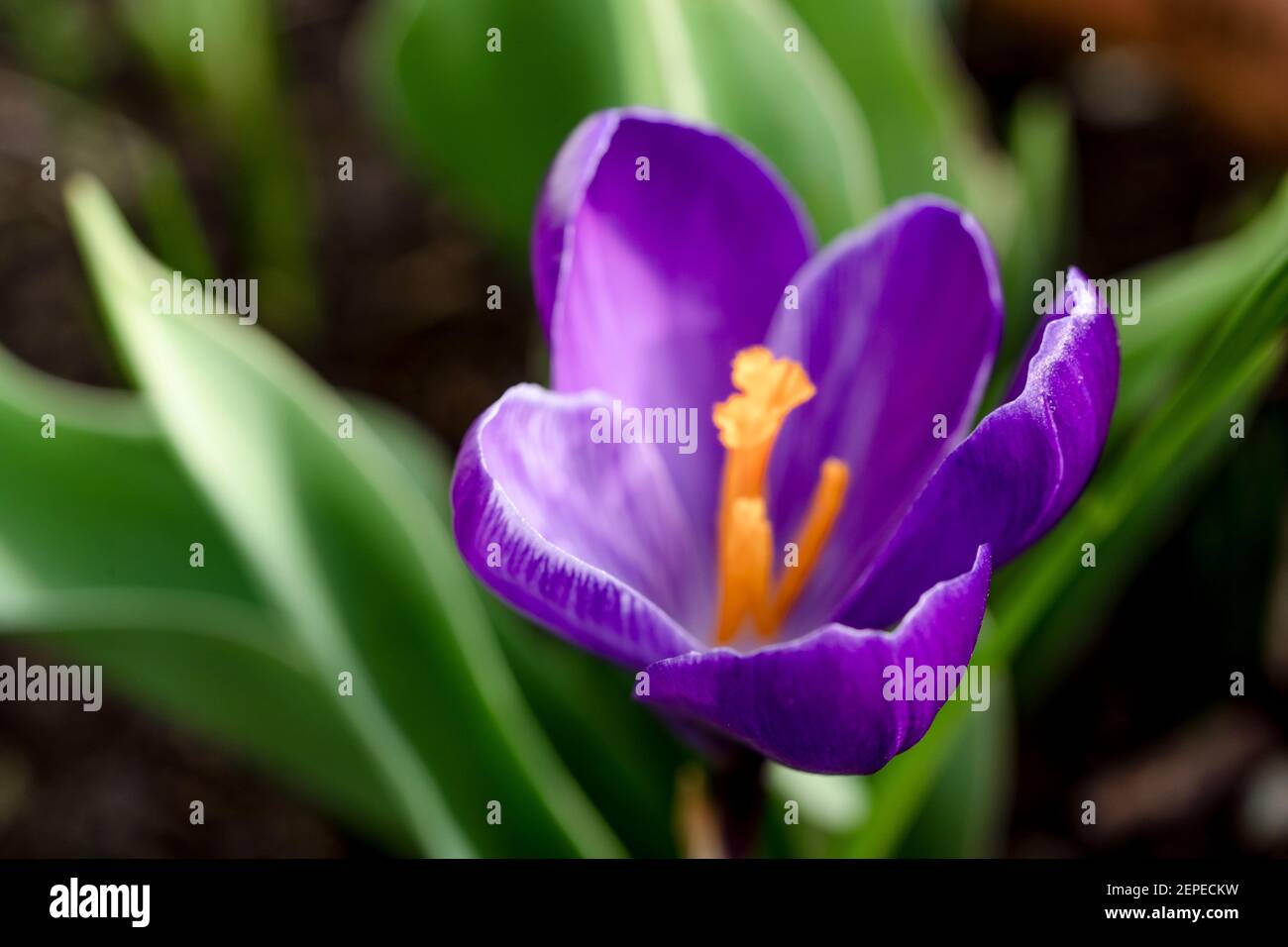 Gros plan de la fleur de crocus. Macro prise de vue d'un crocus à fleurs violettes sur fond vert. Mise au point sélective. Banque D'Images
