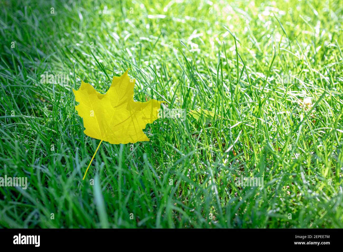feuille jaune d'automne sur fond d'herbe verte avec lumière du soleil derrière. concept de la saison d'automne. espace vide pour le design Banque D'Images
