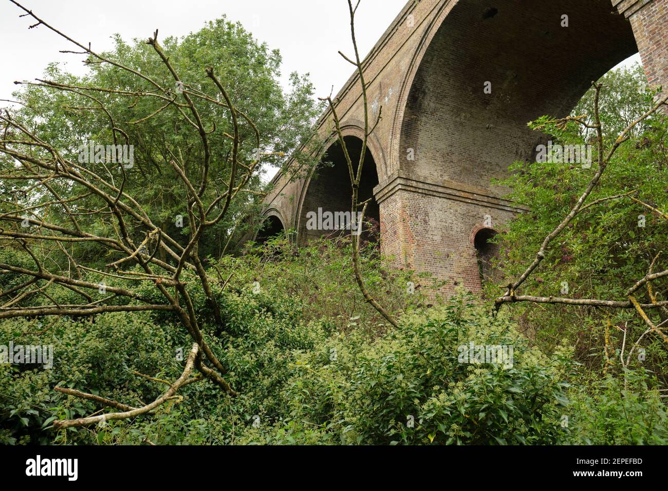 Arbres surcultivés sous le viaduc de Chappel. Arbres et plantes à la base du viaduc de Chappel à Chappel, près de Colchester Essex. Banque D'Images