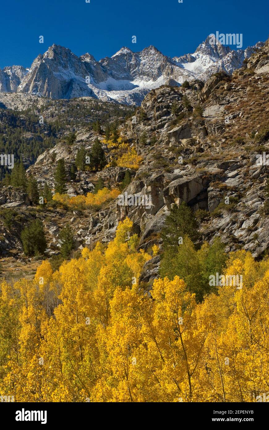 Pic de la photo, Mont Haeckel, Mont Wallace, encens en automne, bassin du lac Sabrina dans la région de l'évolution, John Muir Wilderness, Sierra Nevada, Californie Banque D'Images