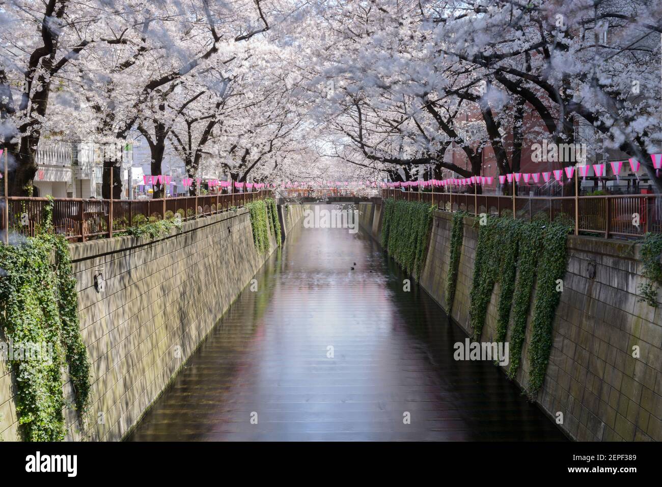 Floraison de cerisiers sur le canal de Meguro à Tokyo, au Japon. Banque D'Images