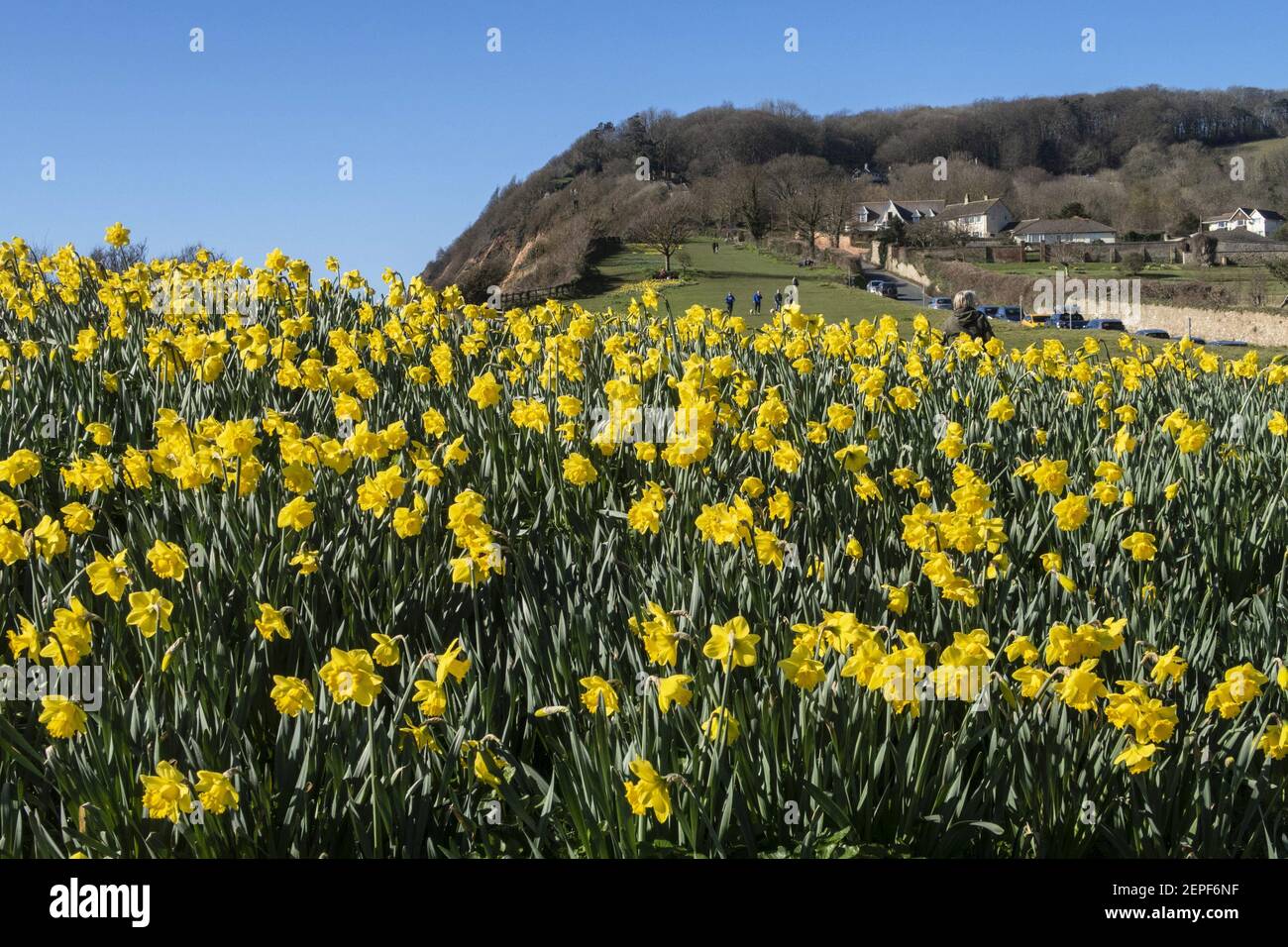 Sidmouth Devon 27 février 2021 . Des rayons du soleil lumineux se révèlent au large des jonquilles de Peak Hill, Sidmouth et Devon. Le projet « Vallée d'UN million de jonquilles » était le souhait mourant du millionnaire canadien Keith Owen, et malgré peu de progrès réalisés en 2020 en raison de la pandémie de Covid, près de 700,000 000 ampoules ont été plantées par des bénévoles dans la station balnéaire de Devon. Le banquier d'investissement Keith Owen avait l'intention de prendre sa retraite à Sidmouth. Credit: Photo Central/Alamy Live News Banque D'Images