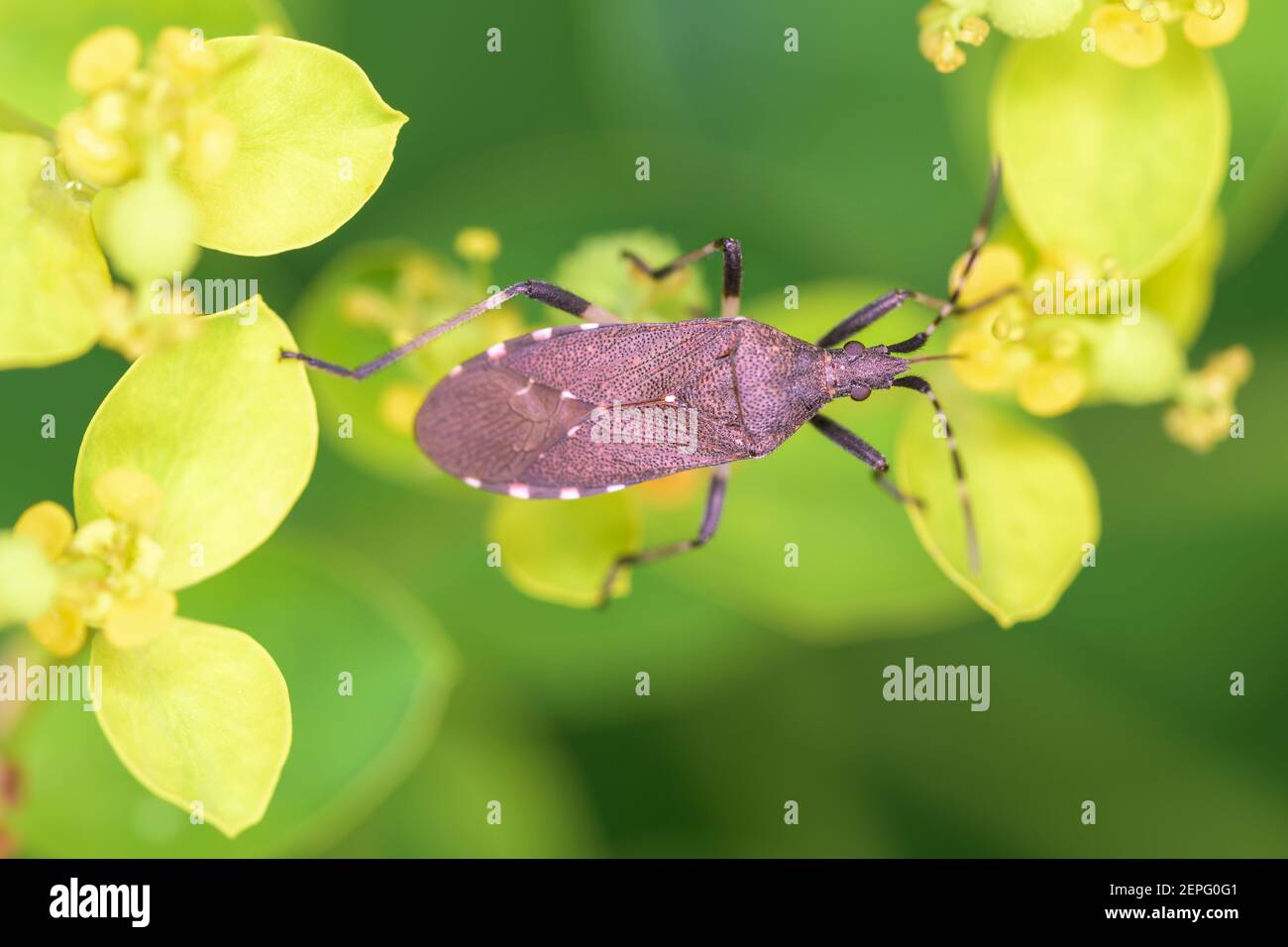 Ditranocephalus agilis se nourrit de uphorbia palustris Banque D'Images