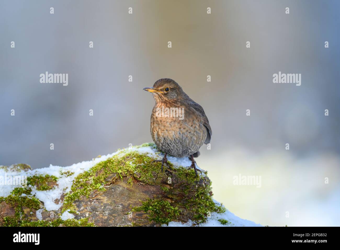 Blackbird - Turdus merula - femelle, alimentation dans son habitat naturel Banque D'Images