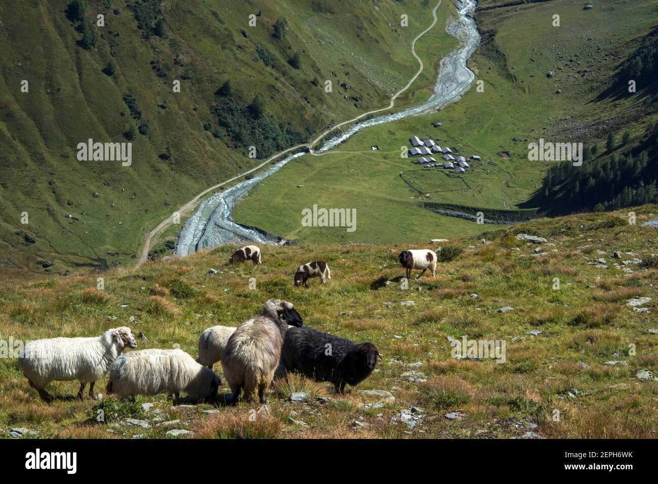 Troupeau de moutons. Vallée alpine de Frossnitztal. Groupe de montagne Venediger. Osttirol. Alpes autrichiennes. Europe. Banque D'Images