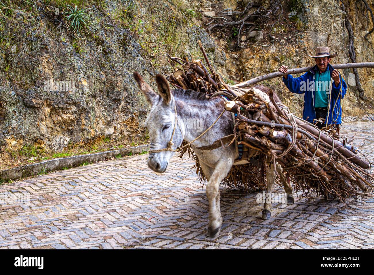 Âne portant bois de chauffage, fermier, chapeau traditionnel.500 année vieille ville.village colonial, route pavée., Tunja, Boyaca, Colombie, Andes colombiennes, Amérique du Sud Banque D'Images