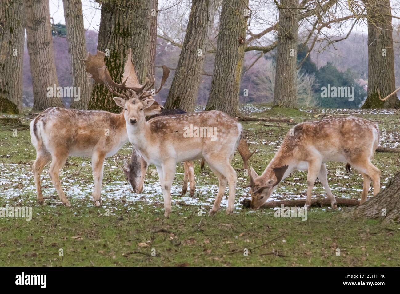 Falow Deer Stags: Être regardé! Alerte cerf-jachère en gardant un œil dehors tout en se nourrissant de neige froide, la journée anglaise de l'hiver. Woburn, Angleterre. Banque D'Images