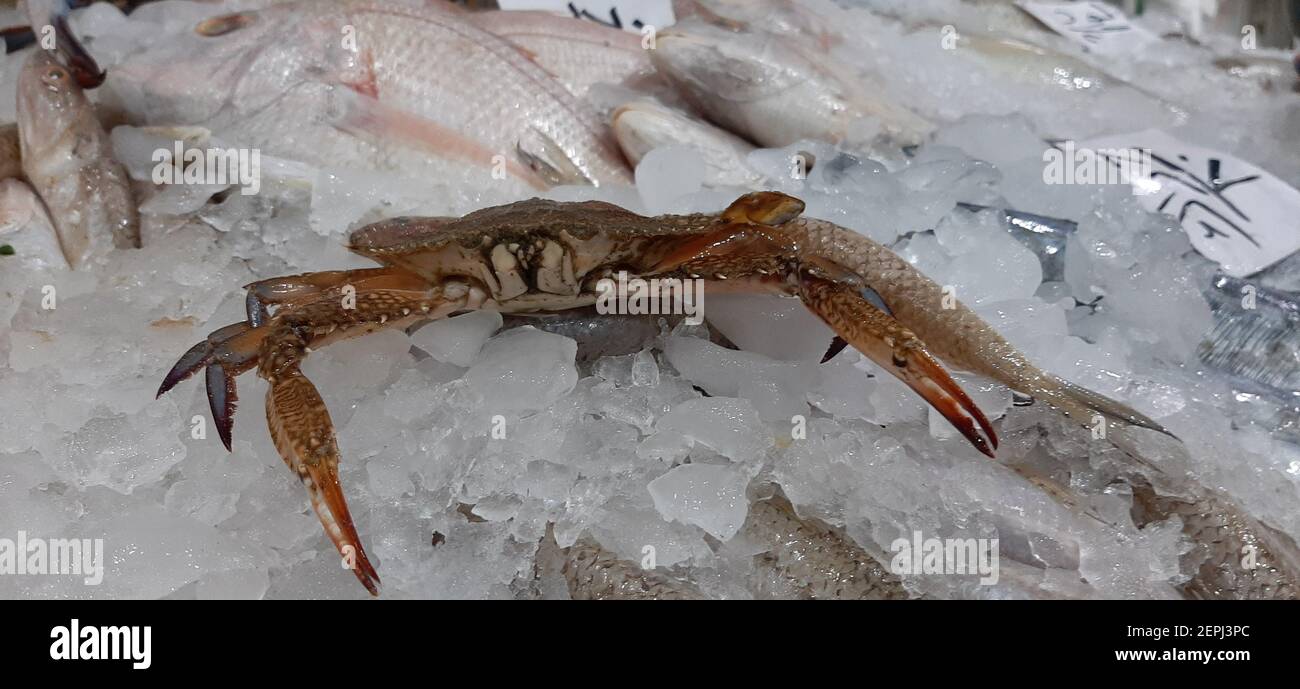 Fruits de mer frais et frais au marché aux poissons. Banque D'Images