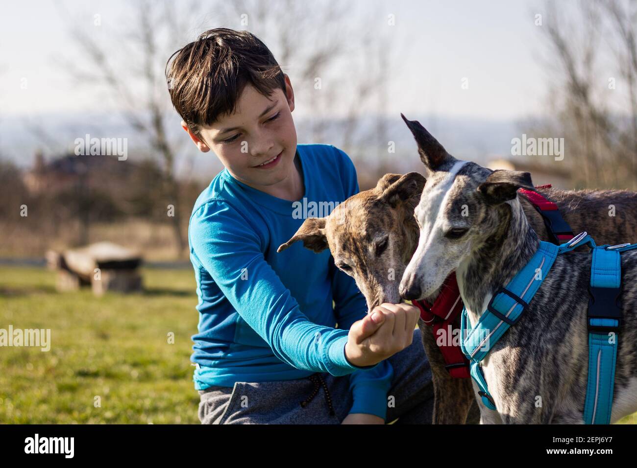 Garçon souriant donnant de la nourriture pour animaux à ses chiens. Petit garçon nourrissant des lévriers et des whippet à l'extérieur Banque D'Images