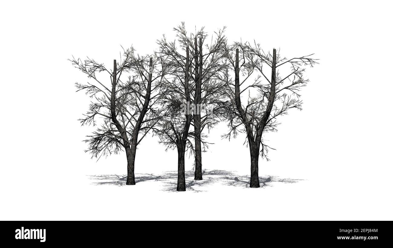 Un groupe de tilleuls européens en hiver avec ombre Sur le sol - isolé sur  fond blanc - 3D Illustration Photo Stock - Alamy