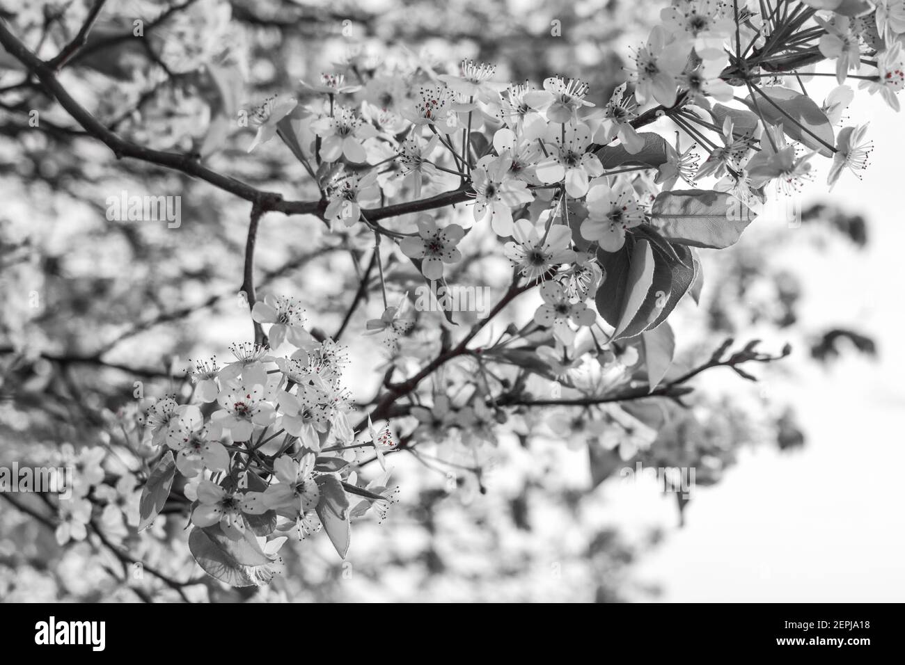 Arbre noir et blanc de Dogwood à côté d'un lac dans l'est du Texas. Banque D'Images