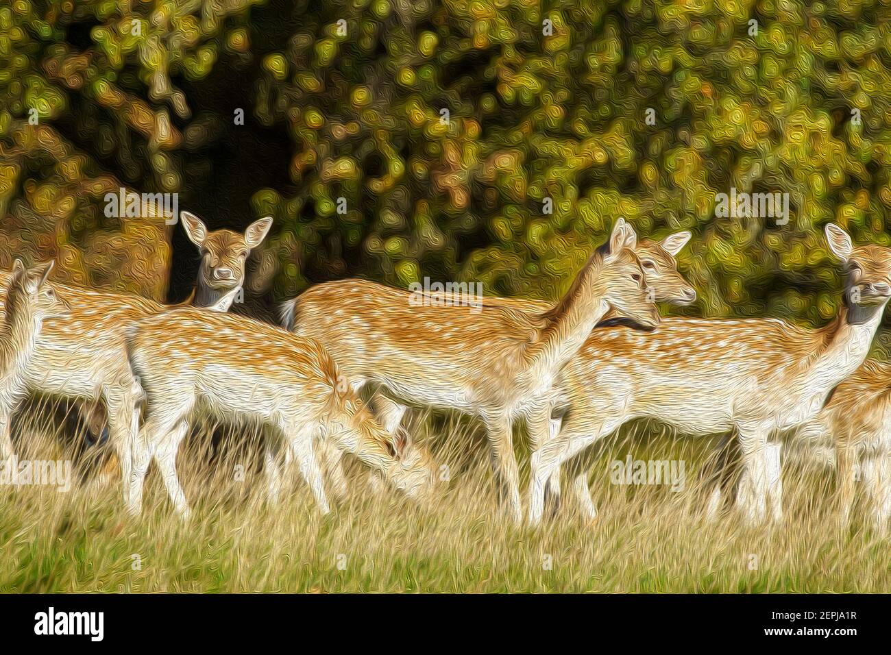 Troupeau de jachères de cerfs à pois blancs Hinds broutant dans un champ à Studley Royal Ripon North Yorkshire, Angleterre, Royaume-Uni - Digital Watercolor Effect. Banque D'Images