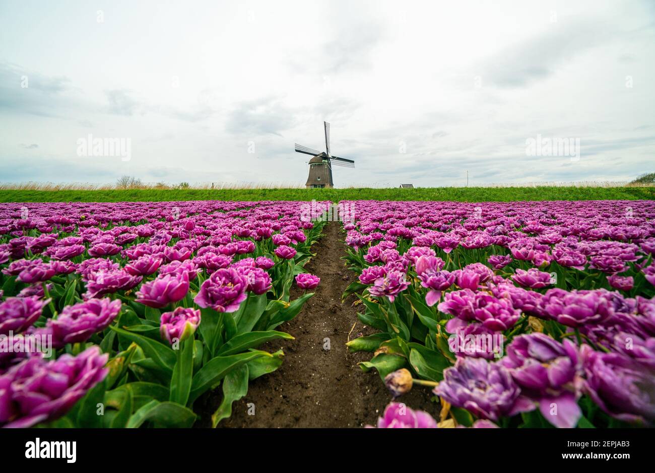 Tulipes et moulins à vent aux pays-Bas. Les champs d'Alkmaar au printemps Banque D'Images