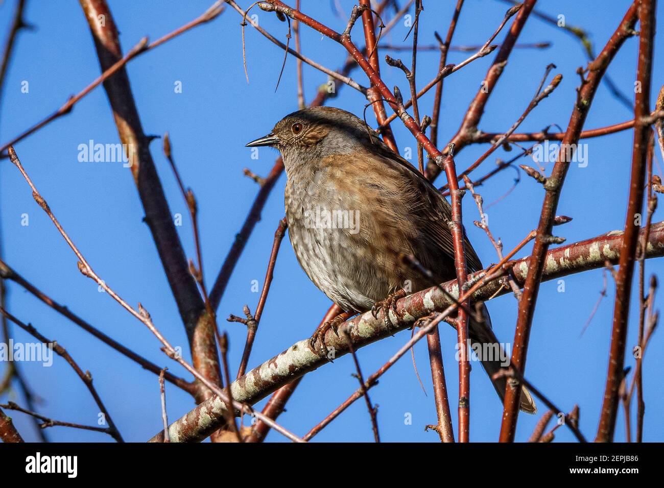Dunnock oiseau de jardin commun assis sur une branche d'arbre. Banque D'Images