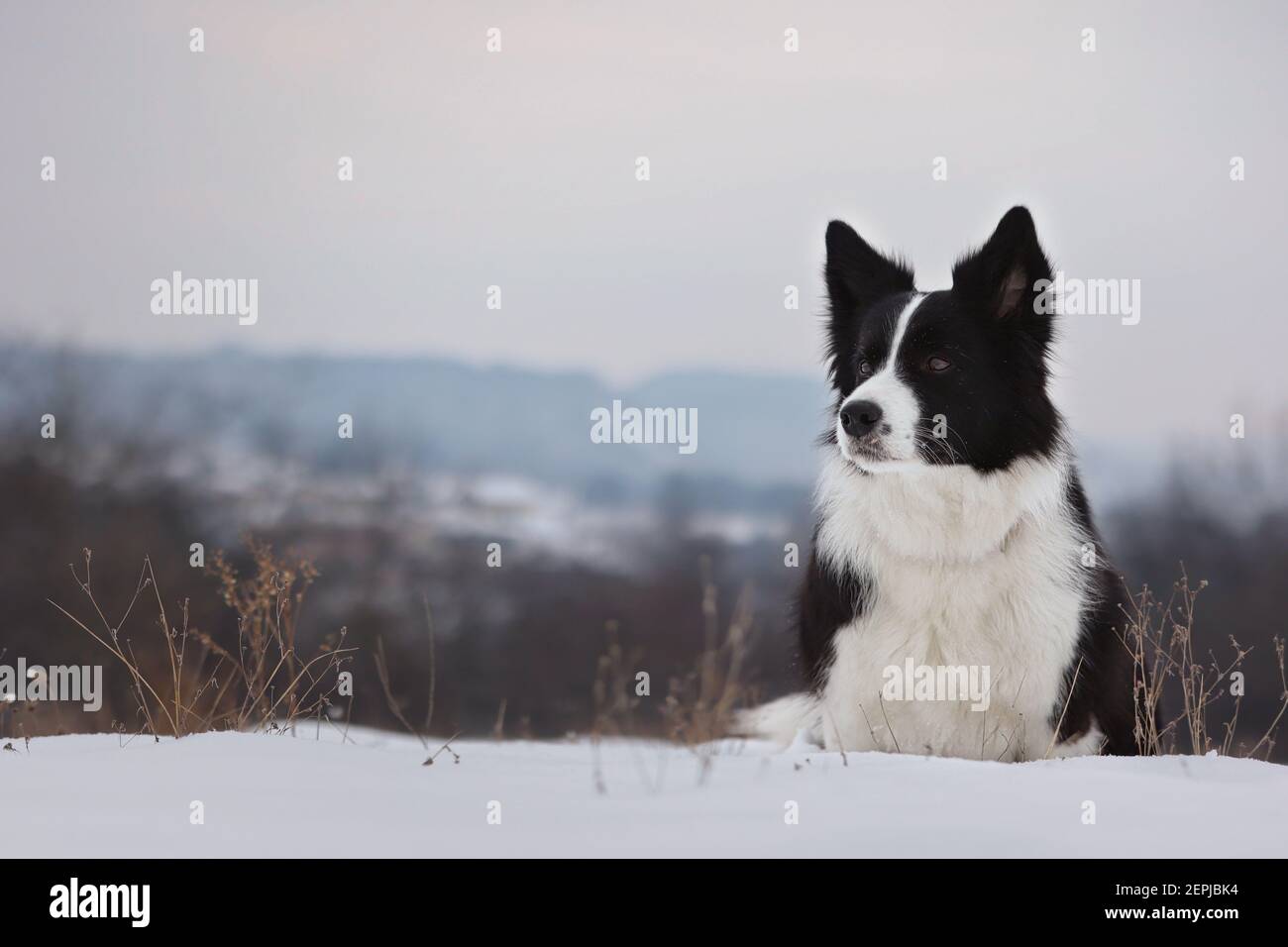 L'attentionnée Border Collie est assise dans la neige pendant la tempête d'hiver. Joli chien noir et blanc en plein air. Banque D'Images