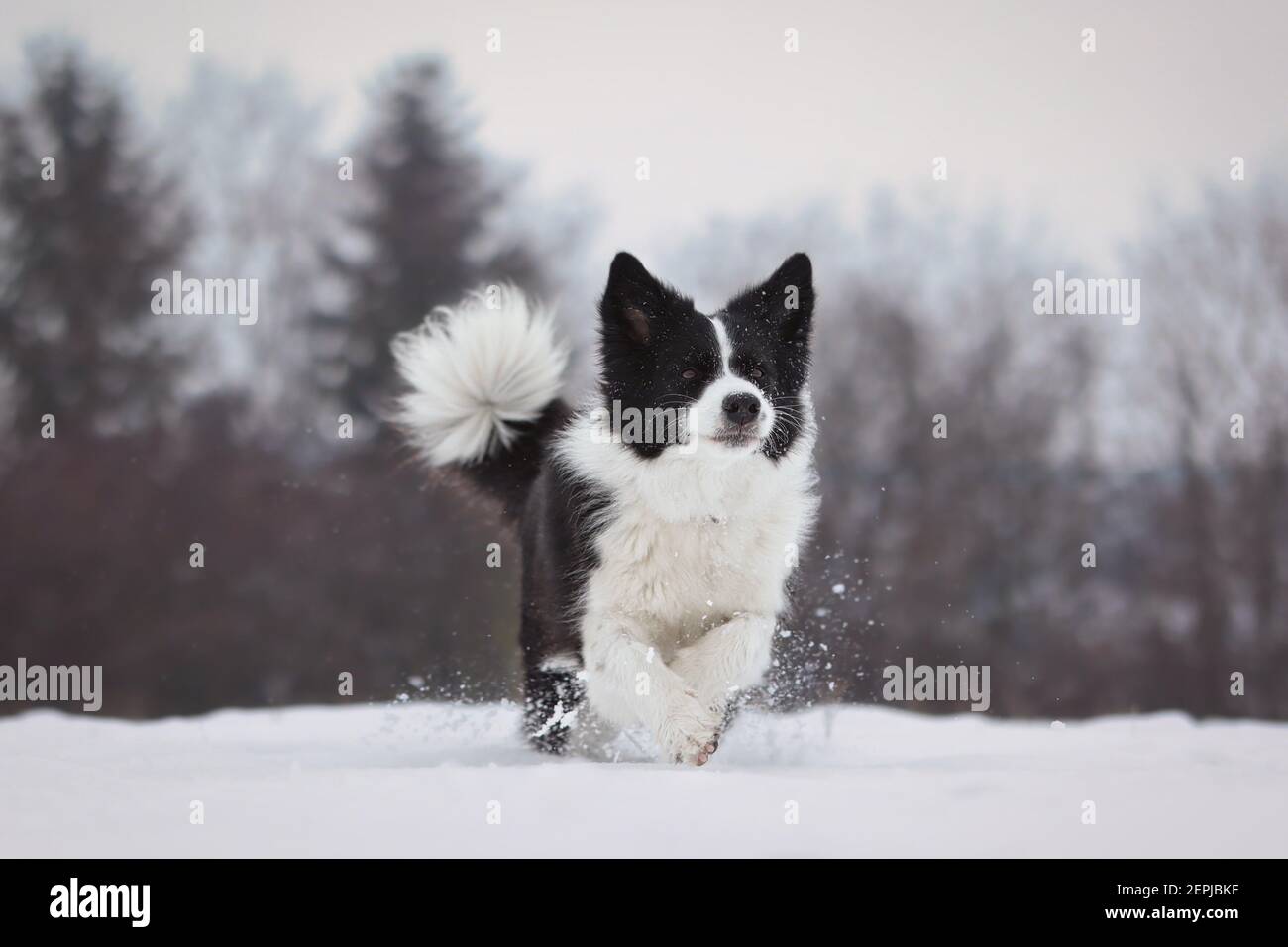 Collie de course à pied dans la neige froide en hiver. Adorable chien noir et blanc en hiver. Banque D'Images