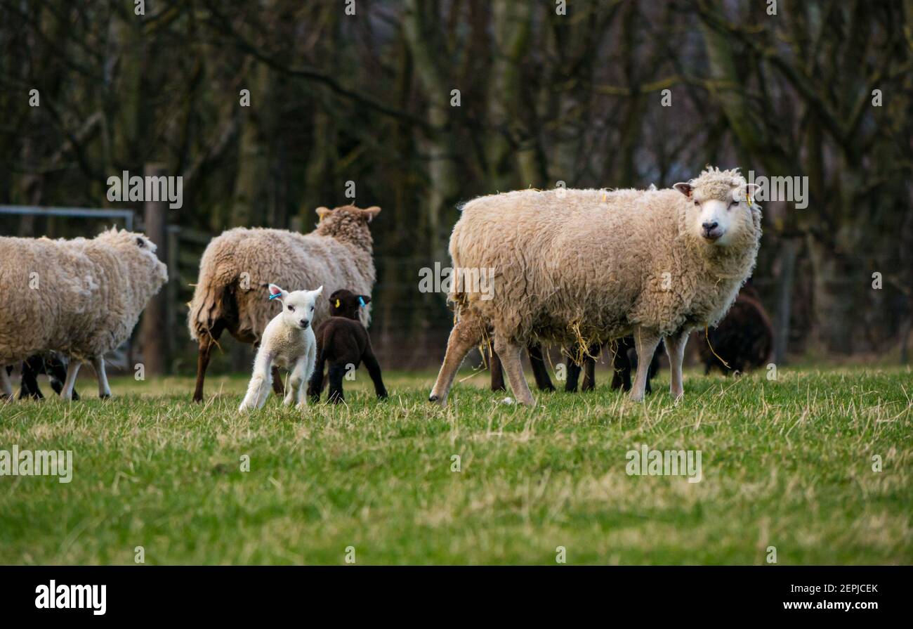 East Lothian, Écosse, Royaume-Uni, 27 février 2021. Les agneaux Shetland pour la première fois dans le champ,: L'agriculteur Richard Briggs de Briggs Shetland Lamb laisse les agneaux singleton et leurs mères dans le champ pour la première fois. Les agneaux sont nés il y a 7 à 10 jours dans la grange et c'est leur première expérience d'être à l'extérieur dans le soleil de printemps. Les agneaux s'habituent à l'espace ouvert d'un grand champ Banque D'Images East Lothian, Écosse, Royaume-Uni, 27 février 2021. Les agneaux Shetland pour la première fois dans le champ,: L'agriculteur Richard Briggs de Briggs Shetland Lamb laisse les agneaux singleton et leurs mères dans le champ pour la première fois. Les agneaux sont nés il y a 7 à 10 jours dans la grange et c'est leur première expérience d'être à l'extérieur dans le soleil de printemps. Les agneaux s'habituent à l'espace ouvert d'un grand champ Banque D'Images
