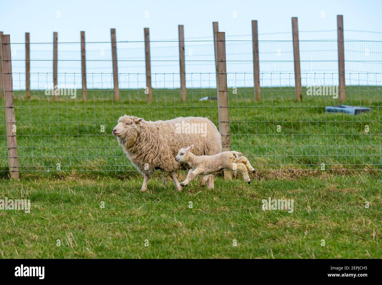 East Lothian, Écosse, Royaume-Uni, 27 février 2021. Les agneaux Shetland pour la première fois dans le champ,: L'agriculteur Richard Briggs de Briggs Shetland Lamb laisse les agneaux singleton et leurs mères dans le champ pour la première fois. Les agneaux sont nés il y a 7 à 10 jours dans la grange et c'est leur première expérience d'être à l'extérieur dans le soleil de printemps. Une agneau femelle s'habitue à l'espace ouvert d'un grand champ et aime courir et sauter aux côtés de sa mère Banque D'Images East Lothian, Écosse, Royaume-Uni, 27 février 2021. Les agneaux Shetland pour la première fois dans le champ,: L'agriculteur Richard Briggs de Briggs Shetland Lamb laisse les agneaux singleton et leurs mères dans le champ pour la première fois. Les agneaux sont nés il y a 7 à 10 jours dans la grange et c'est leur première expérience d'être à l'extérieur dans le soleil de printemps. Une agneau femelle s'habitue à l'espace ouvert d'un grand champ et aime courir et sauter aux côtés de sa mère Banque D'Images