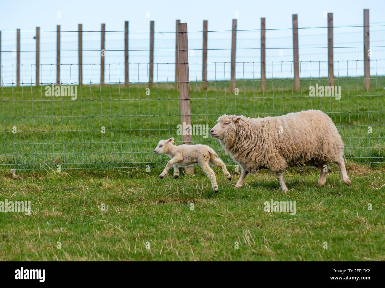 East Lothian, Écosse, Royaume-Uni, 27 février 2021. Les agneaux Shetland pour la première fois dans le champ,: L'agriculteur Richard Briggs de Briggs Shetland Lamb laisse les agneaux singleton et leurs mères dans le champ pour la première fois. Les agneaux sont nés il y a 7 à 10 jours dans la grange et c'est leur première expérience d'être à l'extérieur dans le soleil de printemps. Une agneau femelle s'habitue à l'espace ouvert d'un grand champ et aime courir et sauter aux côtés de sa mère Banque D'Images East Lothian, Écosse, Royaume-Uni, 27 février 2021. Les agneaux Shetland pour la première fois dans le champ,: L'agriculteur Richard Briggs de Briggs Shetland Lamb laisse les agneaux singleton et leurs mères dans le champ pour la première fois. Les agneaux sont nés il y a 7 à 10 jours dans la grange et c'est leur première expérience d'être à l'extérieur dans le soleil de printemps. Une agneau femelle s'habitue à l'espace ouvert d'un grand champ et aime courir et sauter aux côtés de sa mère Banque D'Images