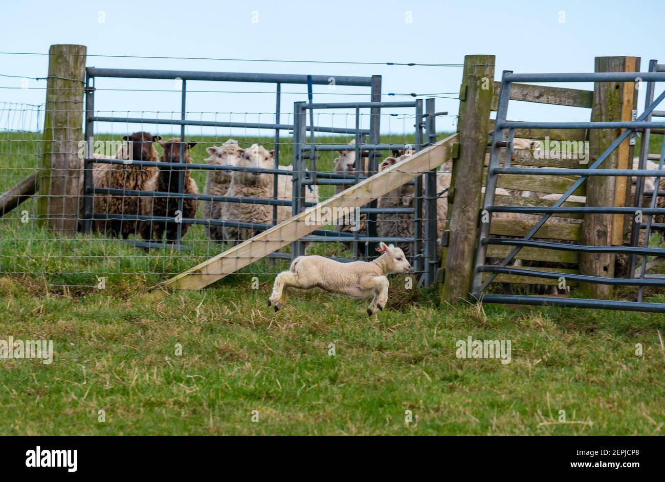 East Lothian, Écosse, Royaume-Uni, 27 février 2021. Les agneaux Shetland pour la première fois dans le champ,: L'agriculteur Richard Briggs de Briggs Shetland Lamb laisse les agneaux singleton et leurs mères dans le champ pour la première fois. Les agneaux sont nés il y a entre 7 et 10 jours dans la grange et c'est leur première expérience d'être à l'extérieur. Une femelle d'agneau est habituée à l'espace ouvert d'un grand champ de courir et de sauter tandis que les brebis qui n'ont pas d'agneaux cette année regarder du champ suivant Banque D'Images