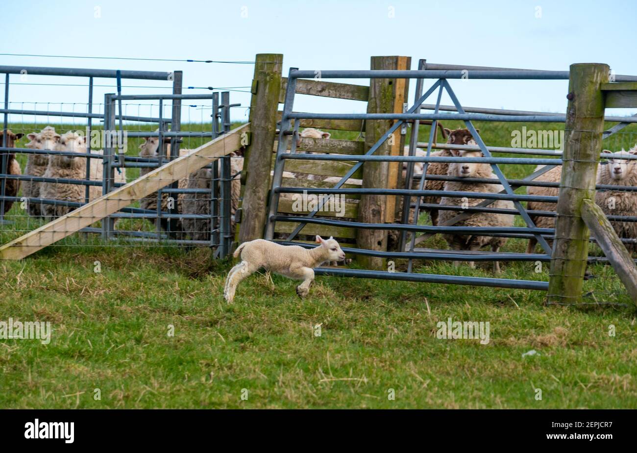 East Lothian, Écosse, Royaume-Uni, 27 février 2021. Les agneaux Shetland pour la première fois dans le champ,: L'agriculteur Richard Briggs de Briggs Shetland Lamb laisse les agneaux singleton et leurs mères dans le champ pour la première fois. Les agneaux sont nés il y a entre 7 et 10 jours dans la grange et c'est leur première expérience d'être à l'extérieur. Une femelle d'agneau est habituée à l'espace ouvert d'un grand champ de courir et de sauter tandis que les brebis qui n'ont pas d'agneaux cette année regarder du champ suivant Banque D'Images