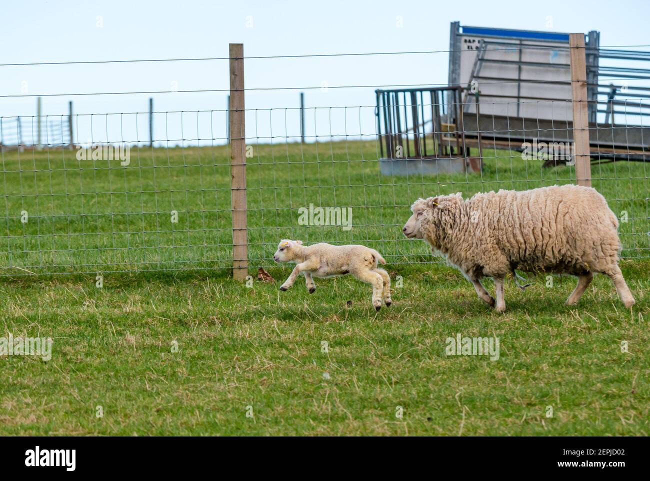 East Lothian, Écosse, Royaume-Uni, 27 février 2021. Les agneaux Shetland pour la première fois dans le champ,: L'agriculteur Richard Briggs de Briggs Shetland Lamb laisse les agneaux singleton et leurs mères dans le champ pour la première fois. Les agneaux sont nés il y a 7 à 10 jours dans la grange et c'est leur première expérience d'être à l'extérieur dans le soleil de printemps. Une agneau femelle s'habitue à l'espace ouvert d'un grand champ et aime courir et sauter aux côtés de sa mère Banque D'Images East Lothian, Écosse, Royaume-Uni, 27 février 2021. Les agneaux Shetland pour la première fois dans le champ,: L'agriculteur Richard Briggs de Briggs Shetland Lamb laisse les agneaux singleton et leurs mères dans le champ pour la première fois. Les agneaux sont nés il y a 7 à 10 jours dans la grange et c'est leur première expérience d'être à l'extérieur dans le soleil de printemps. Une agneau femelle s'habitue à l'espace ouvert d'un grand champ et aime courir et sauter aux côtés de sa mère Banque D'Images