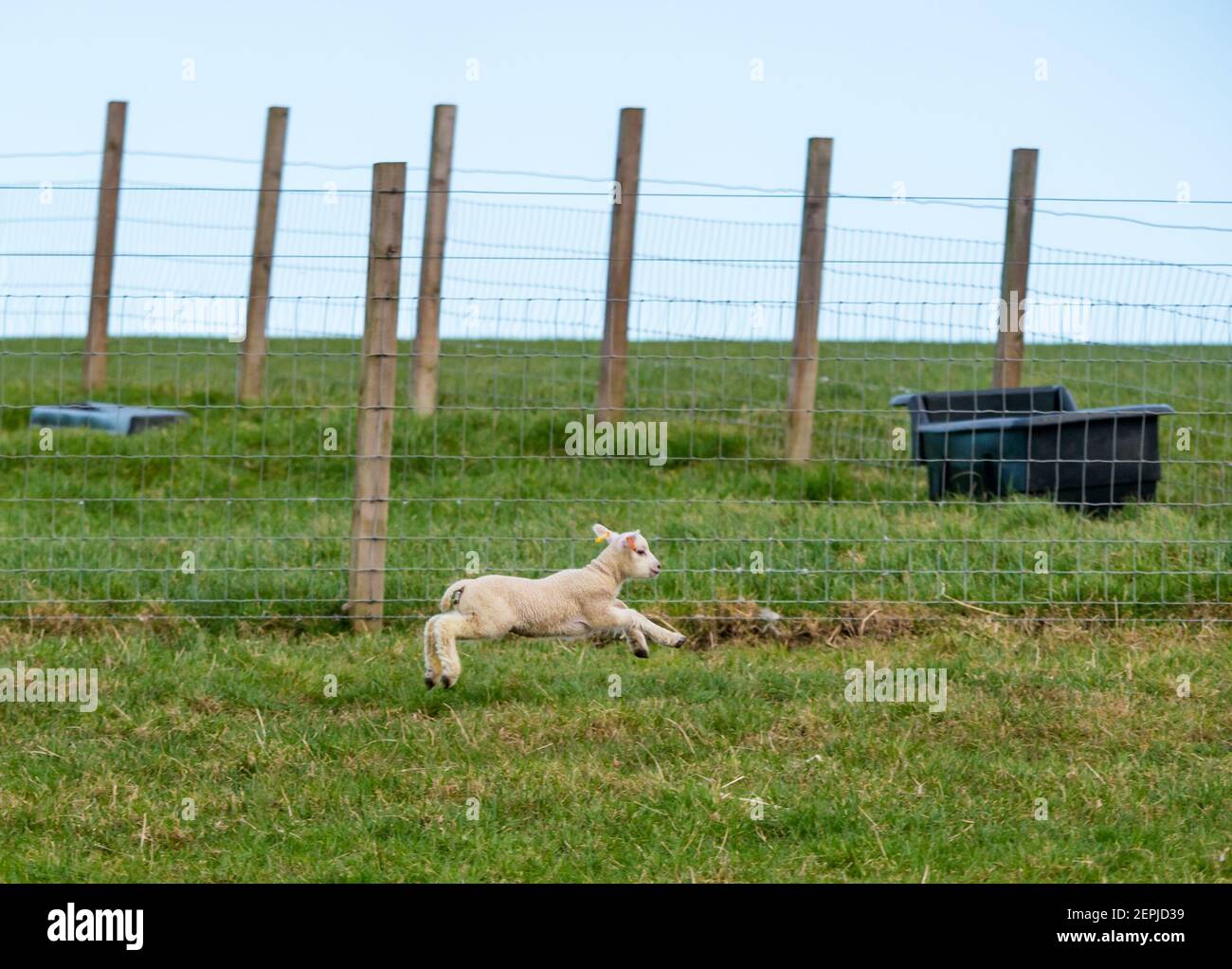 East Lothian, Écosse, Royaume-Uni, 27 février 2021. Les agneaux Shetland pour la première fois dans le champ,: L'agriculteur Richard Briggs de Briggs Shetland Lamb laisse les agneaux singleton et leurs mères dans le champ pour la première fois. Les agneaux sont nés il y a 7 à 10 jours dans la grange et c'est leur première expérience d'être à l'extérieur dans le soleil de printemps. Un agneau féminin s'habitue à l'espace ouvert d'un grand champ et aime courir et sauter Banque D'Images