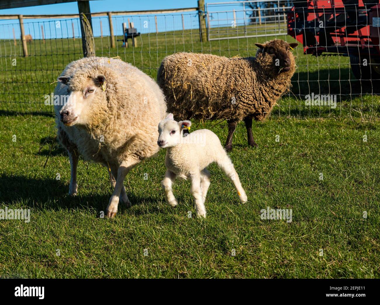 East Lothian, Écosse, Royaume-Uni, 27 février 2021. Les agneaux Shetland pour la première fois dans le champ,: L'agriculteur Richard Briggs de Briggs Shetland Lamb laisse les agneaux singleton et leurs mères dans le champ pour la première fois. Les agneaux sont nés il y a 7 à 10 jours dans la grange et c'est leur première expérience d'être à l'extérieur dans le soleil de printemps. Les agneaux s'habituent à l'espace ouvert d'un petit boîtier avant d'être sortis dans un champ plus grand Banque D'Images