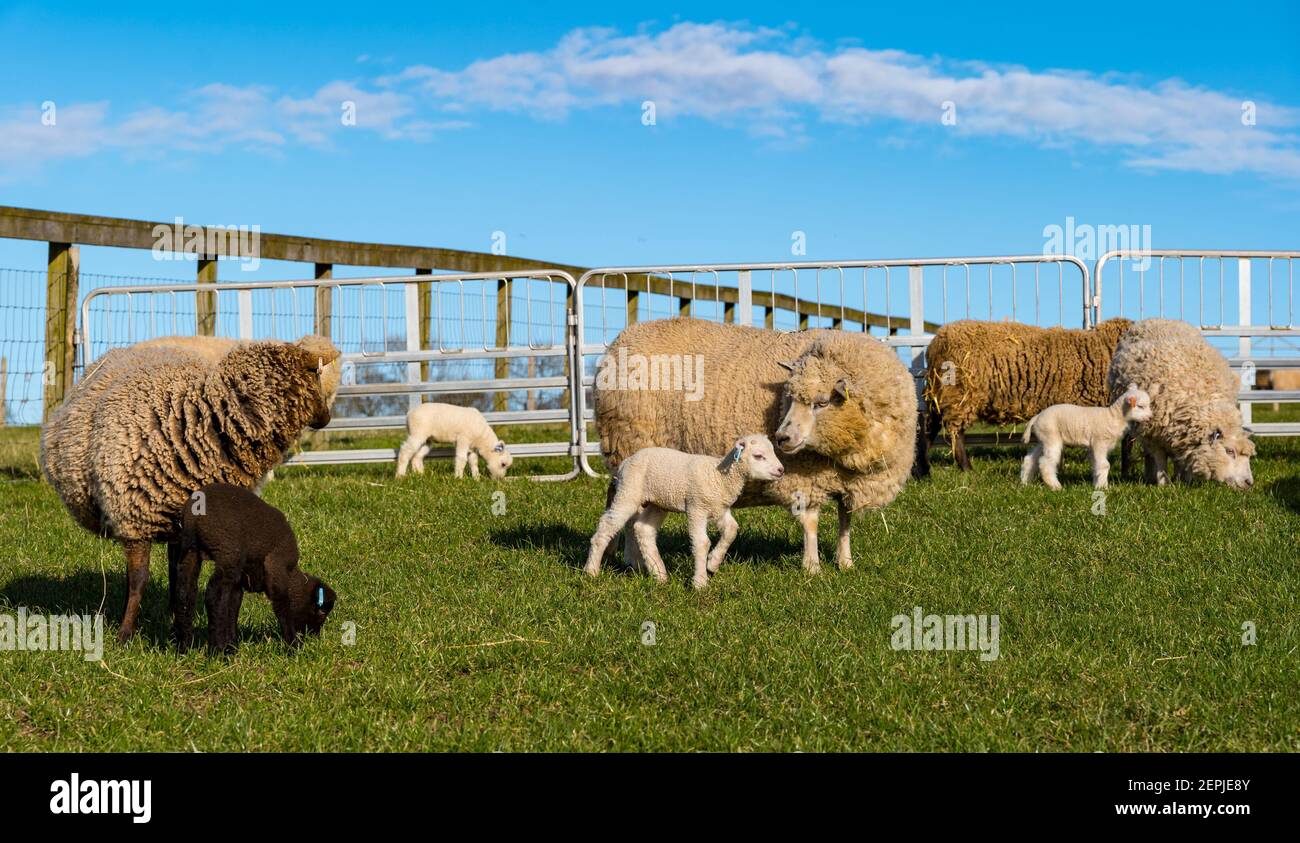 East Lothian, Écosse, Royaume-Uni, 27 février 2021. Les agneaux Shetland pour la première fois dans le champ,: L'agriculteur Richard Briggs de Briggs Shetland Lamb laisse les agneaux singleton et leurs mères dans le champ pour la première fois. Les agneaux sont nés il y a 7 à 10 jours dans la grange et c'est leur première expérience d'être à l'extérieur dans le soleil de printemps. Les agneaux s'habituent à l'espace ouvert d'un petit boîtier avant d'être sortis dans un champ plus grand Banque D'Images