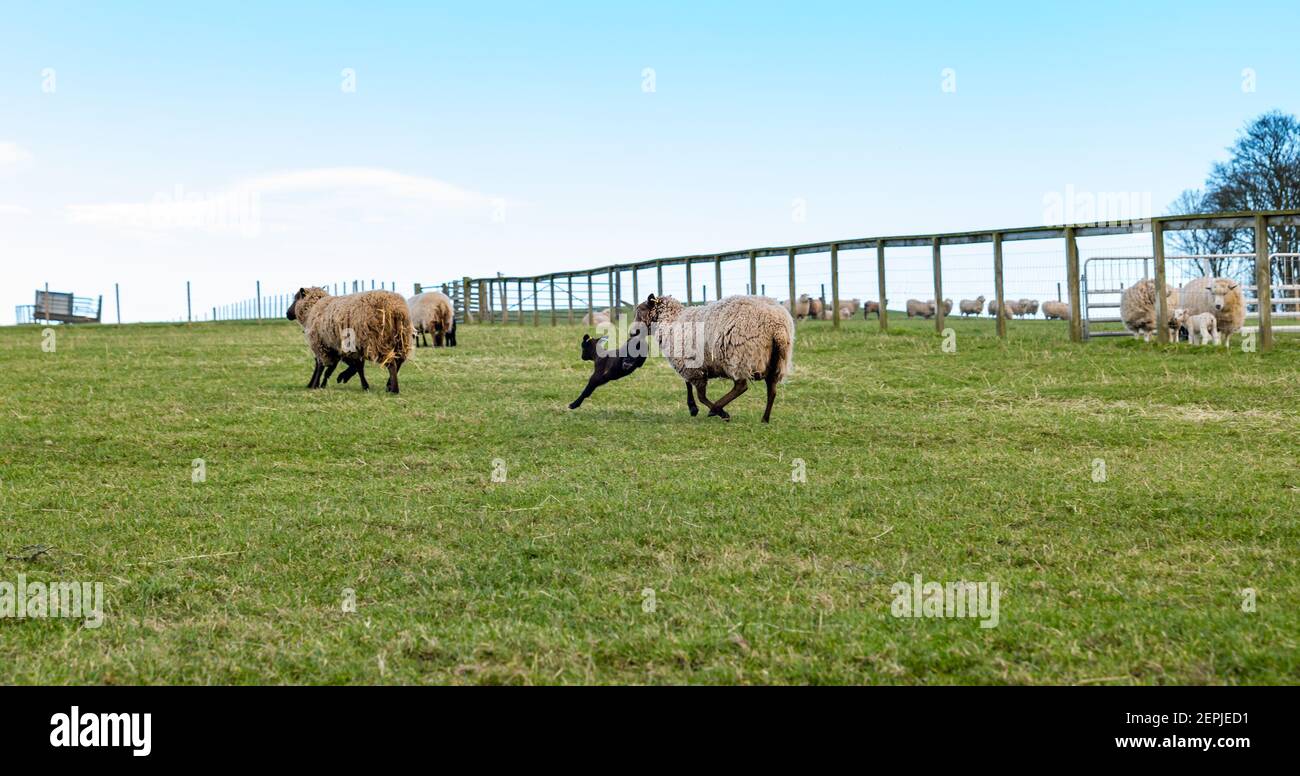 East Lothian, Écosse, Royaume-Uni, 27 février 2021. Les agneaux Shetland pour la première fois dans le champ,: L'agriculteur Richard Briggs de Briggs Shetland Lamb laisse les agneaux singleton et leurs mères dans le champ pour la première fois. Les agneaux sont nés il y a 7 à 10 jours dans la grange et c'est leur première expérience d'être à l'extérieur dans le soleil de printemps. Les agneaux ont leur premier goût de l'espace ouvert d'un grand champ Banque D'Images East Lothian, Écosse, Royaume-Uni, 27 février 2021. Les agneaux Shetland pour la première fois dans le champ,: L'agriculteur Richard Briggs de Briggs Shetland Lamb laisse les agneaux singleton et leurs mères dans le champ pour la première fois. Les agneaux sont nés il y a 7 à 10 jours dans la grange et c'est leur première expérience d'être à l'extérieur dans le soleil de printemps. Les agneaux ont leur premier goût de l'espace ouvert d'un grand champ Banque D'Images