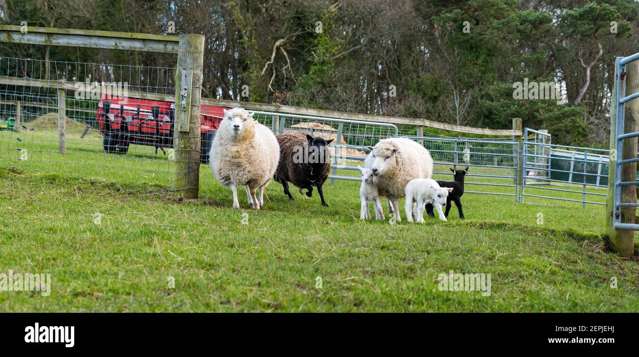 East Lothian, Écosse, Royaume-Uni, 27 février 2021. Les agneaux Shetland pour la première fois dans le champ,: L'agriculteur Richard Briggs de Briggs Shetland Lamb laisse les agneaux singleton et leurs mères dans le champ pour la première fois. Les agneaux sont nés il y a 7 à 10 jours dans la grange et c'est leur première expérience d'être à l'extérieur dans le soleil de printemps. Les agneaux ont leur premier goût de l'espace ouvert d'un grand champ Banque D'Images East Lothian, Écosse, Royaume-Uni, 27 février 2021. Les agneaux Shetland pour la première fois dans le champ,: L'agriculteur Richard Briggs de Briggs Shetland Lamb laisse les agneaux singleton et leurs mères dans le champ pour la première fois. Les agneaux sont nés il y a 7 à 10 jours dans la grange et c'est leur première expérience d'être à l'extérieur dans le soleil de printemps. Les agneaux ont leur premier goût de l'espace ouvert d'un grand champ Banque D'Images