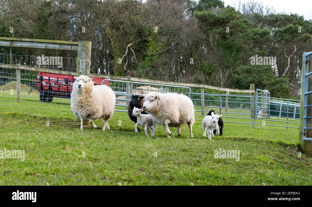East Lothian, Écosse, Royaume-Uni, 27 février 2021. Les agneaux Shetland pour la première fois dans le champ,: L'agriculteur Richard Briggs de Briggs Shetland Lamb laisse les agneaux singleton et leurs mères dans le champ pour la première fois. Les agneaux sont nés il y a 7 à 10 jours dans la grange et c'est leur première expérience d'être à l'extérieur dans le soleil de printemps. Les agneaux ont leur premier goût de l'espace ouvert d'un grand champ Banque D'Images East Lothian, Écosse, Royaume-Uni, 27 février 2021. Les agneaux Shetland pour la première fois dans le champ,: L'agriculteur Richard Briggs de Briggs Shetland Lamb laisse les agneaux singleton et leurs mères dans le champ pour la première fois. Les agneaux sont nés il y a 7 à 10 jours dans la grange et c'est leur première expérience d'être à l'extérieur dans le soleil de printemps. Les agneaux ont leur premier goût de l'espace ouvert d'un grand champ Banque D'Images