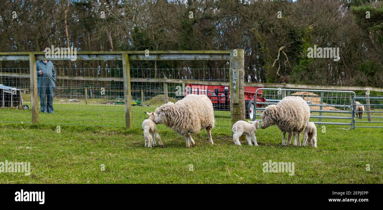 East Lothian, Écosse, Royaume-Uni, 27 février 2021. Les agneaux Shetland pour la première fois dans le champ,: L'agriculteur Richard Briggs de Briggs Shetland Lamb laisse les agneaux singleton et leurs mères dans le champ pour la première fois. Les agneaux sont nés il y a 7 à 10 jours dans la grange et c'est leur première expérience d'être à l'extérieur dans le soleil de printemps. Les agneaux obtiennent leur premier goût de l'espace ouvert d'un grand champ que les mères s'arrêtent pour vérifier quel agneau est le leur Banque D'Images East Lothian, Écosse, Royaume-Uni, 27 février 2021. Les agneaux Shetland pour la première fois dans le champ,: L'agriculteur Richard Briggs de Briggs Shetland Lamb laisse les agneaux singleton et leurs mères dans le champ pour la première fois. Les agneaux sont nés il y a 7 à 10 jours dans la grange et c'est leur première expérience d'être à l'extérieur dans le soleil de printemps. Les agneaux obtiennent leur premier goût de l'espace ouvert d'un grand champ que les mères s'arrêtent pour vérifier quel agneau est le leur Banque D'Images