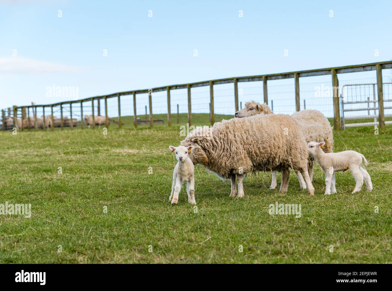East Lothian, Écosse, Royaume-Uni, 27 février 2021. Les agneaux Shetland pour la première fois dans le champ,: L'agriculteur Richard Briggs de Briggs Shetland Lamb laisse les agneaux singleton et leurs mères dans le champ pour la première fois. Les agneaux sont nés il y a 7 à 10 jours dans la grange et c'est leur première expérience d'être à l'extérieur dans le soleil de printemps. Les agneaux ont leur premier goût de l'espace ouvert d'un grand champ Banque D'Images East Lothian, Écosse, Royaume-Uni, 27 février 2021. Les agneaux Shetland pour la première fois dans le champ,: L'agriculteur Richard Briggs de Briggs Shetland Lamb laisse les agneaux singleton et leurs mères dans le champ pour la première fois. Les agneaux sont nés il y a 7 à 10 jours dans la grange et c'est leur première expérience d'être à l'extérieur dans le soleil de printemps. Les agneaux ont leur premier goût de l'espace ouvert d'un grand champ Banque D'Images