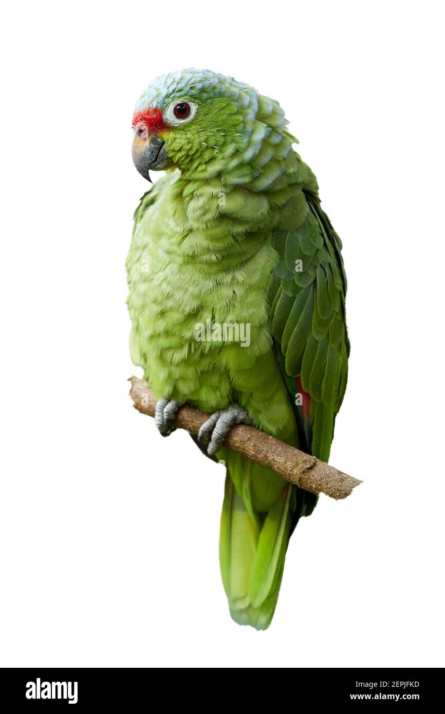 Isolé sur fond blanc, photo verticale de Cramoisi sauvage ou de Parakeet de Finsch, perroquet vert néotropical à capuchon rouge, naturel au Nicaragua Banque D'Images